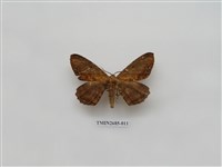 藏品(尺蛾230)的圖片